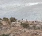 ادامه تجاوزات و جنایات اشغالگران در کرانه باختری /

حمله شهرک نشینان صهیونیست به رام‌الله/ یک جوان فلسطینی به شهادت رسید
