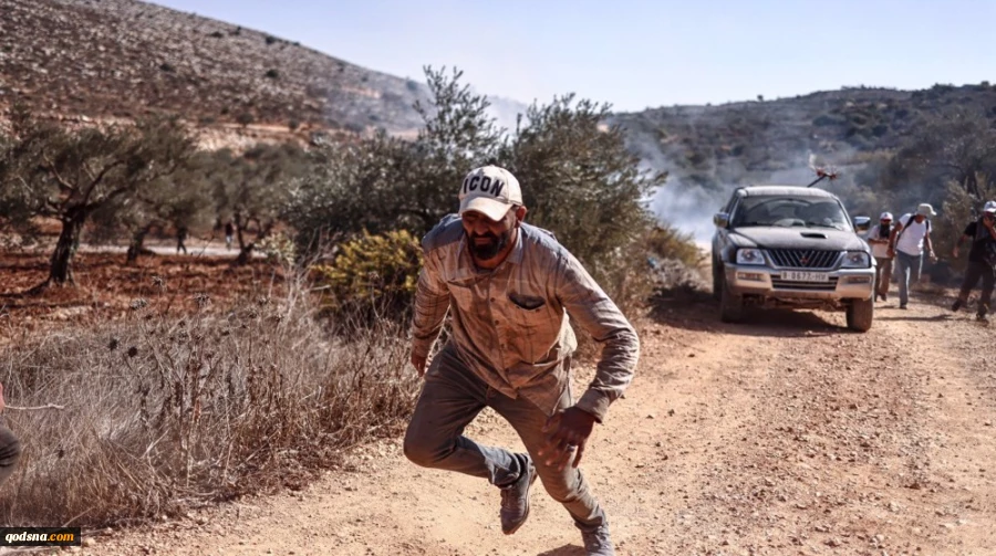 UNRWA:

West Bank olive harvest sees worst Israeli settler attacks this year