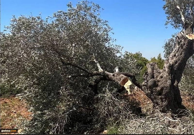 نابودی 75 درصد درختان زیتون غزه  2