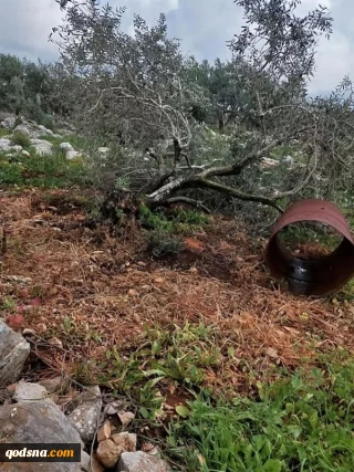 حمله شهرک‌نشینان به باغات زیتون