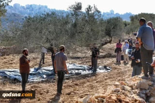من الزيتون إلى الخراب: كيف يُعاد تشكيل الجغرافيا الفلسطينية؟
