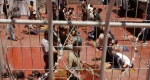مؤسسه حقوقی: زندان‌های اسرائیل به صحنه نسل‌کشی تدریجی علیه اسرا تبدیل شده‌اند