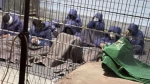 Zionist regime intensifies torture, slow killing of Palestinian inmates by banning family visits: Rights group