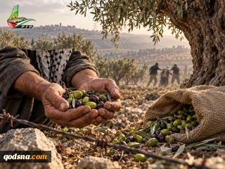 West Bank: Settlers and Zionist troops target farmers, olive groves